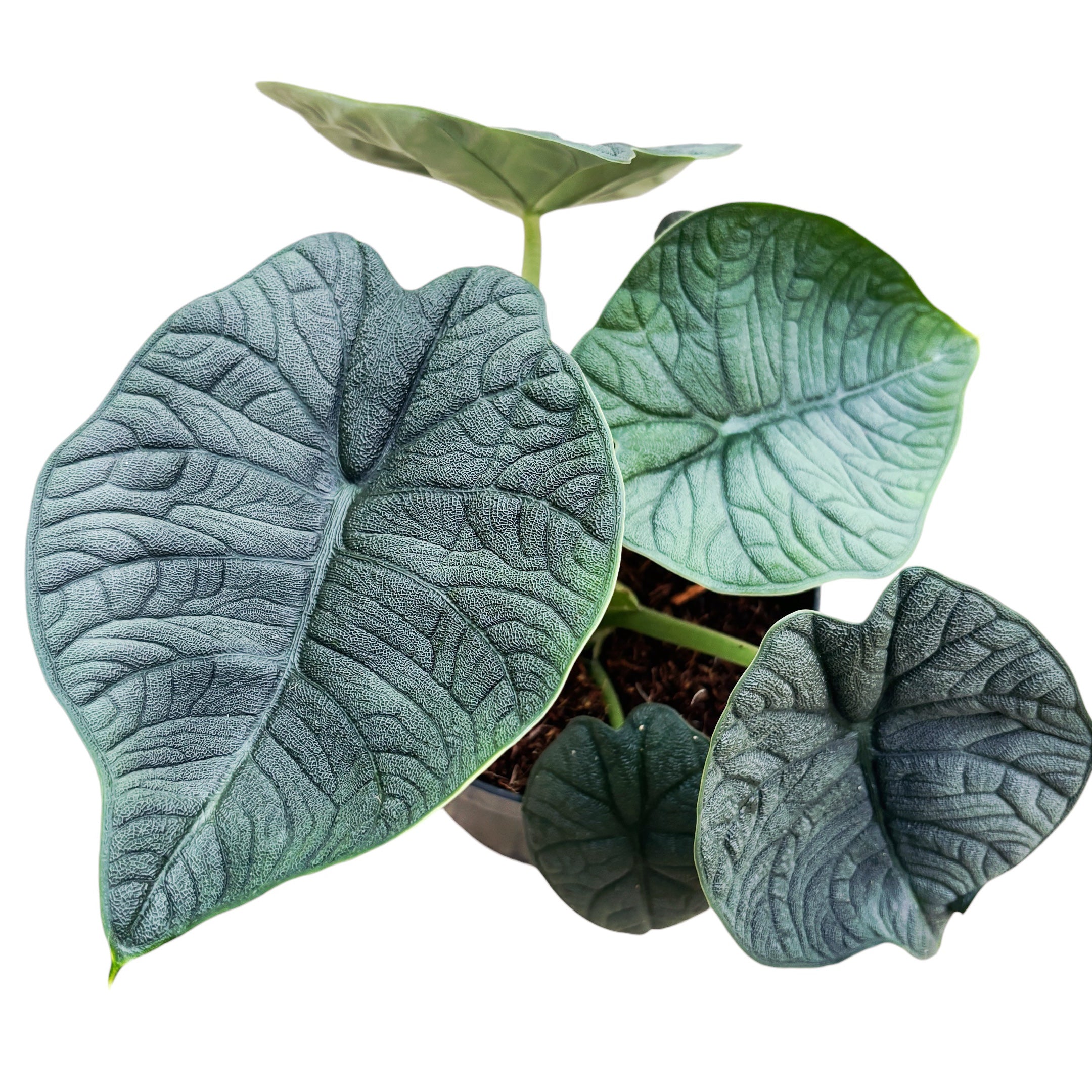 Alocasia Melo (Rugosa)