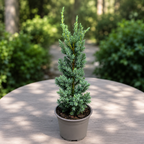 Juniperus squamata 'Meyeri' - Ienupar albastru