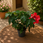 Hibiscus moscheutos ‘Oak Red’ – vrtni hibiskus sa spektakularnim crvenim cvjetovima