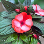 Sporul huset - Impatiens New Guinea ‘ColPow Coral Flame’ med stora, livfulla korallfärgade blommor