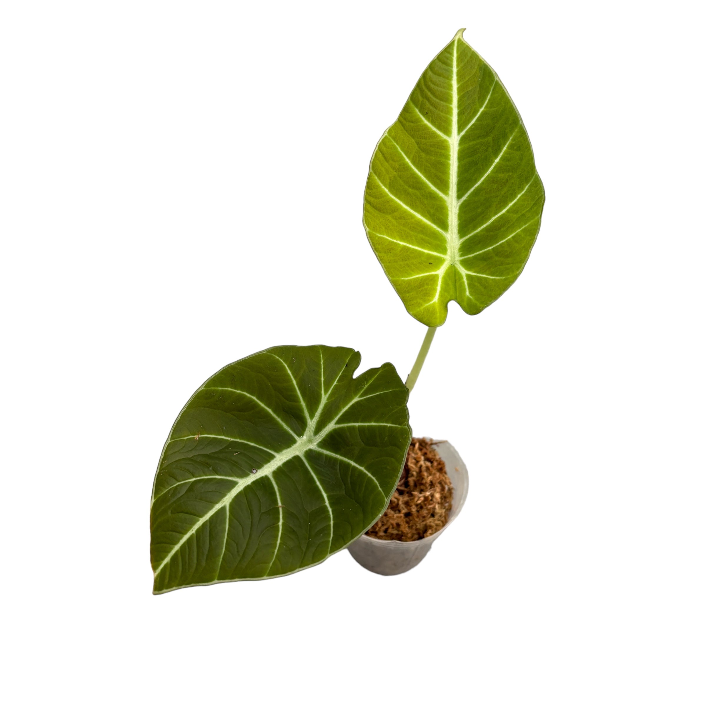 Alocasia reginula 'Green Velvet'