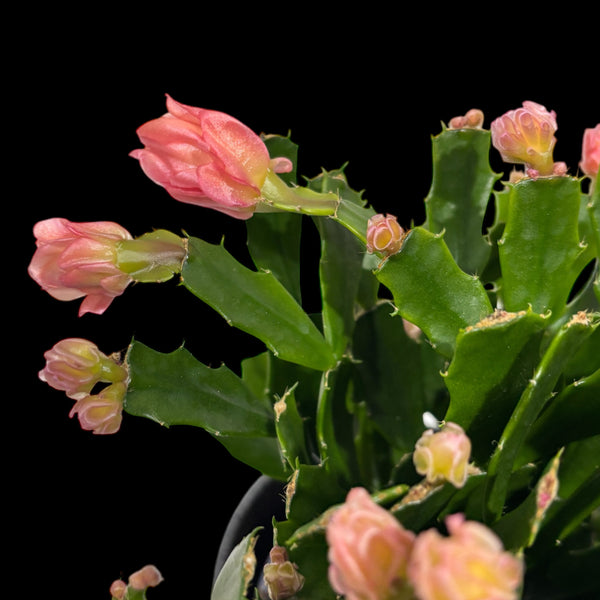 Schlumbergera 'Thor Wild Cactus Orange' 3pp