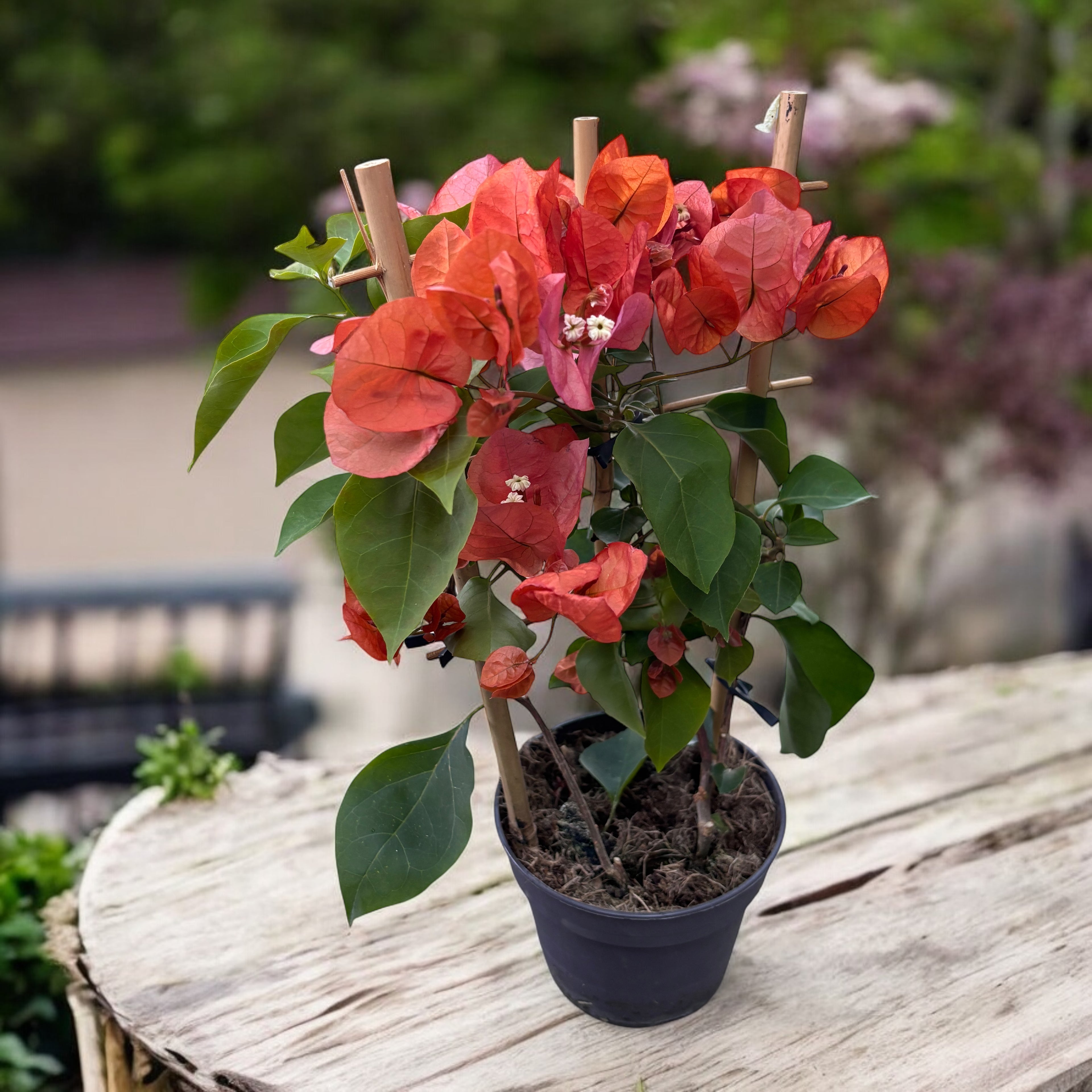 Bougainvillea Orange (floarea de hartie portocalie)
