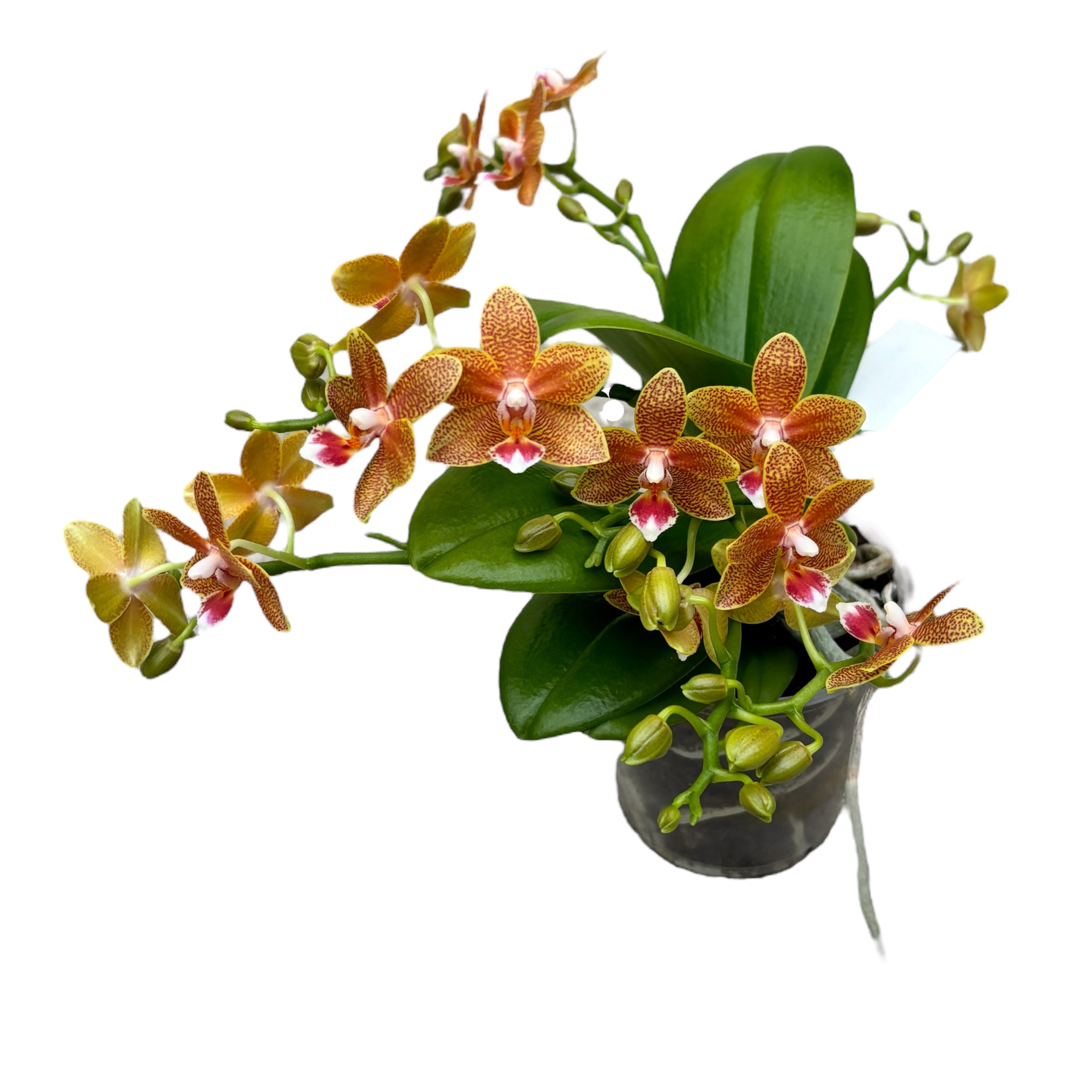 Phalaenopsis Table Masterpiece D12 (fragrant flowers)