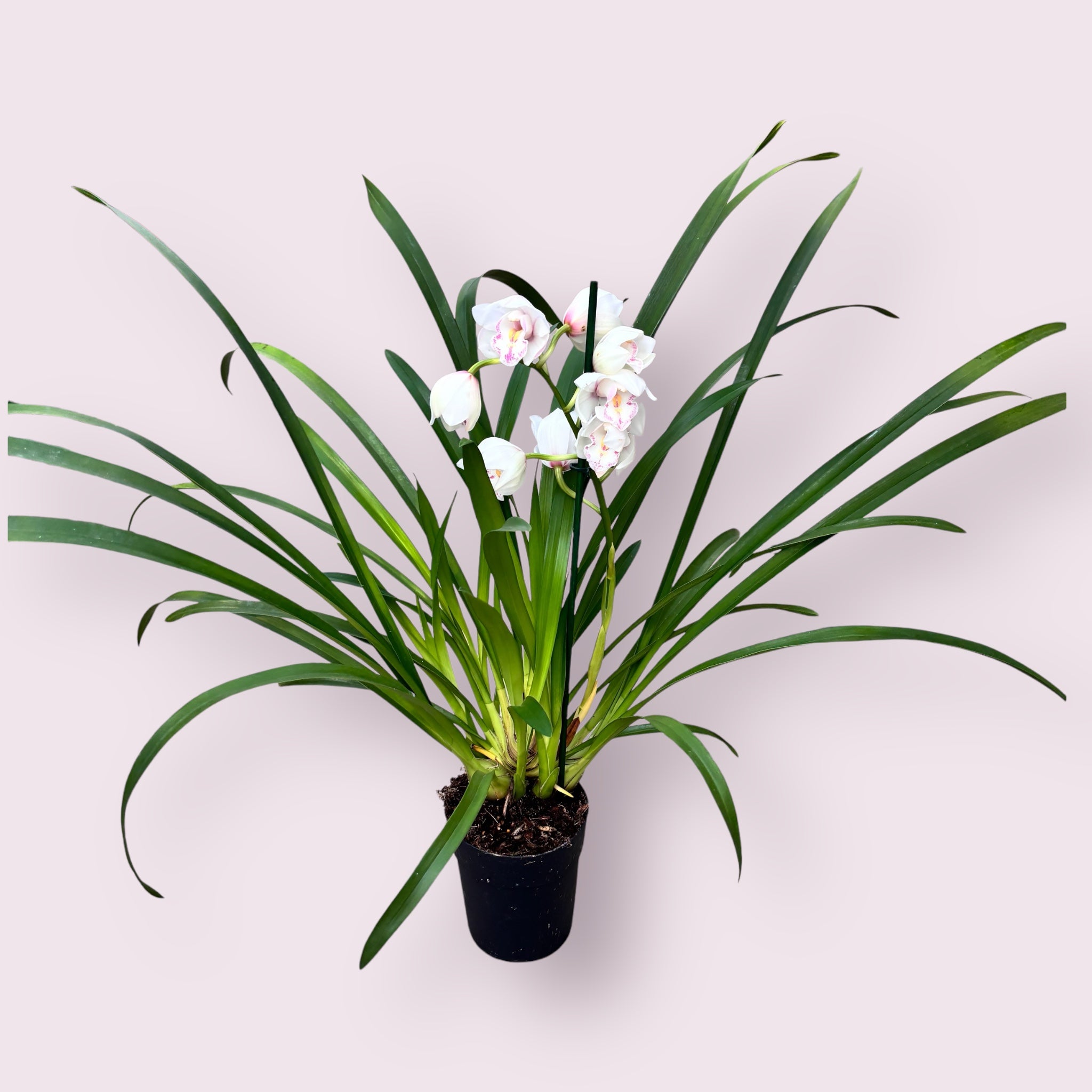 Cymbidium Lumi Valkoinen