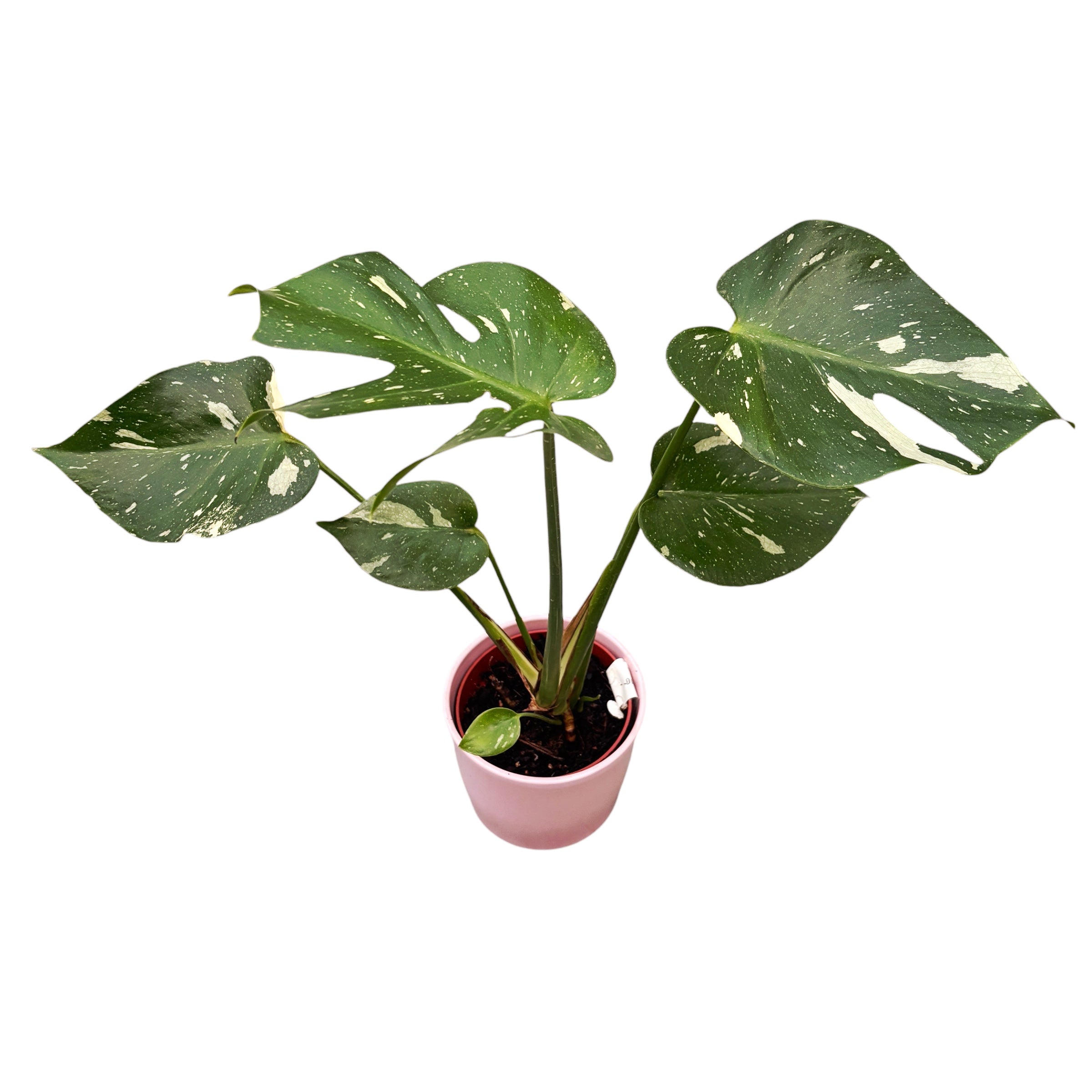 Monstera 'Thai Constellation' MTC10