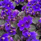 Violete albastre-mov - Saintpaulia Jenny Blue (miniatura)