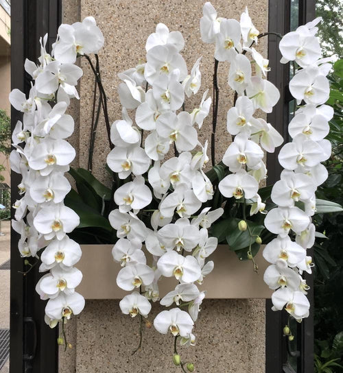 Phalaenopsis Sogo Yukidian 'V3' (Formidablo)