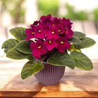 Saintpaulia City-line Bordeaux