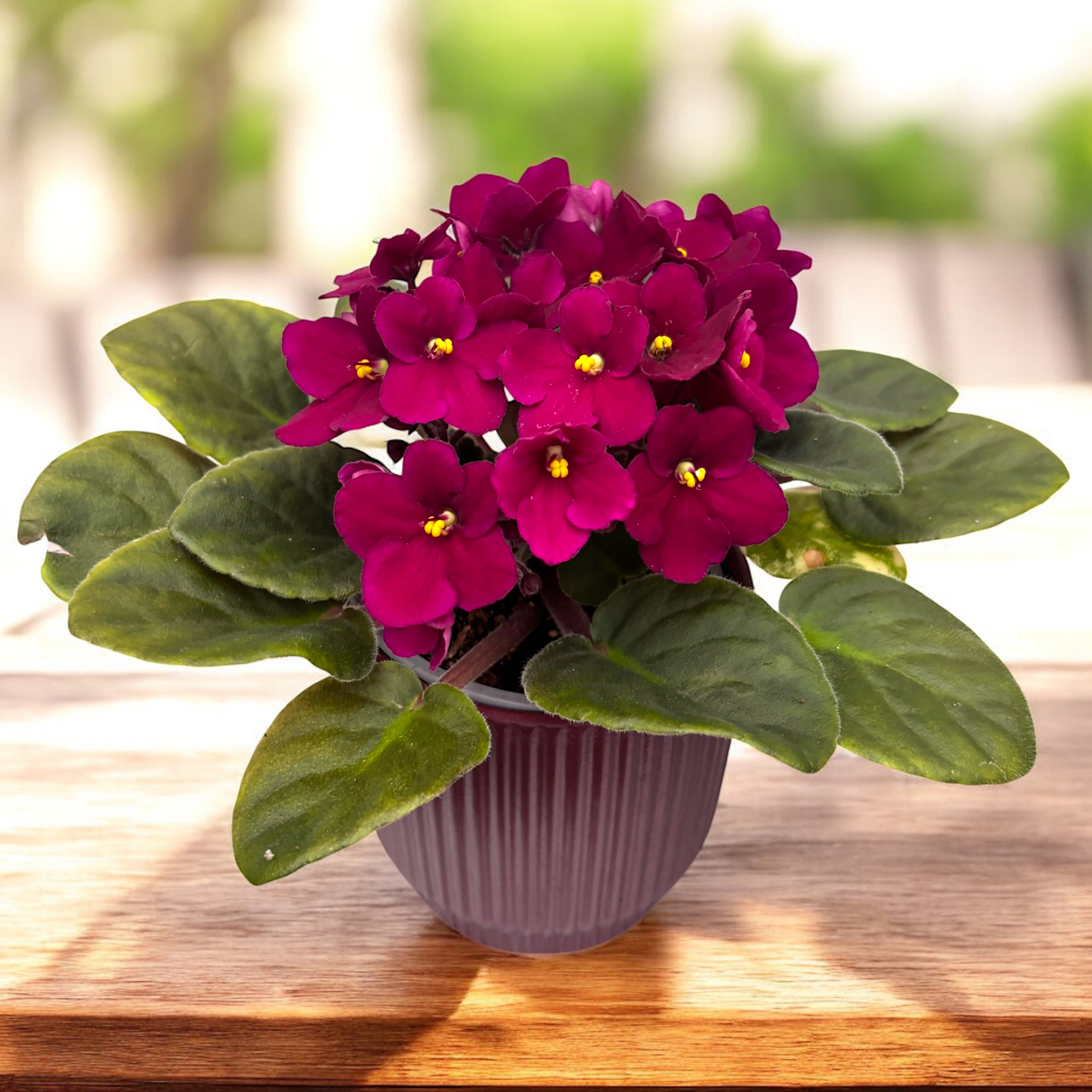 Saintpaulia City-line Bordeaux