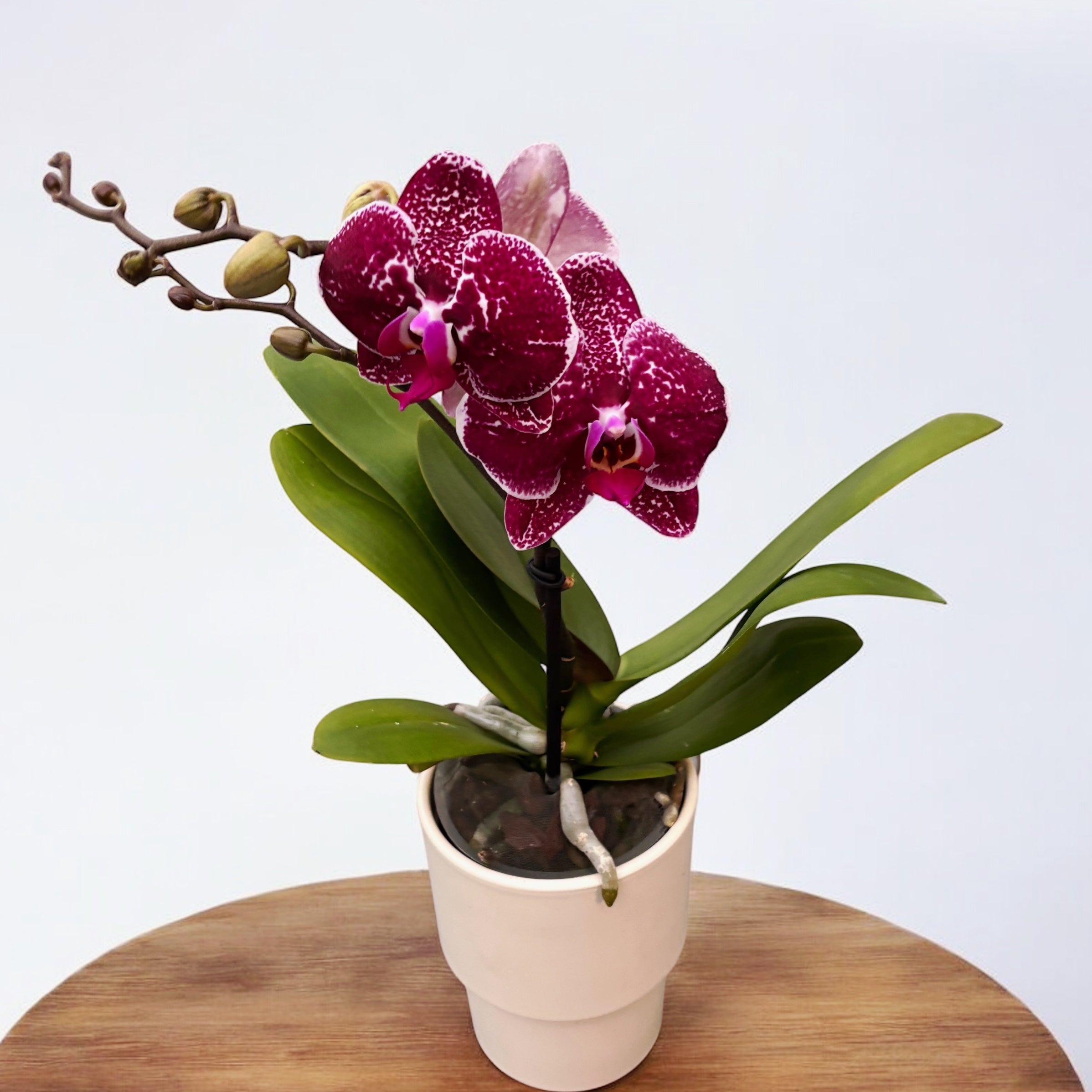 希少蘭　胡蝶蘭レア　P. Fuller’s Miss Pelotic Queen Phalaenopsis 'Fuller's Princess Fuchsia' (Free Spirit Red