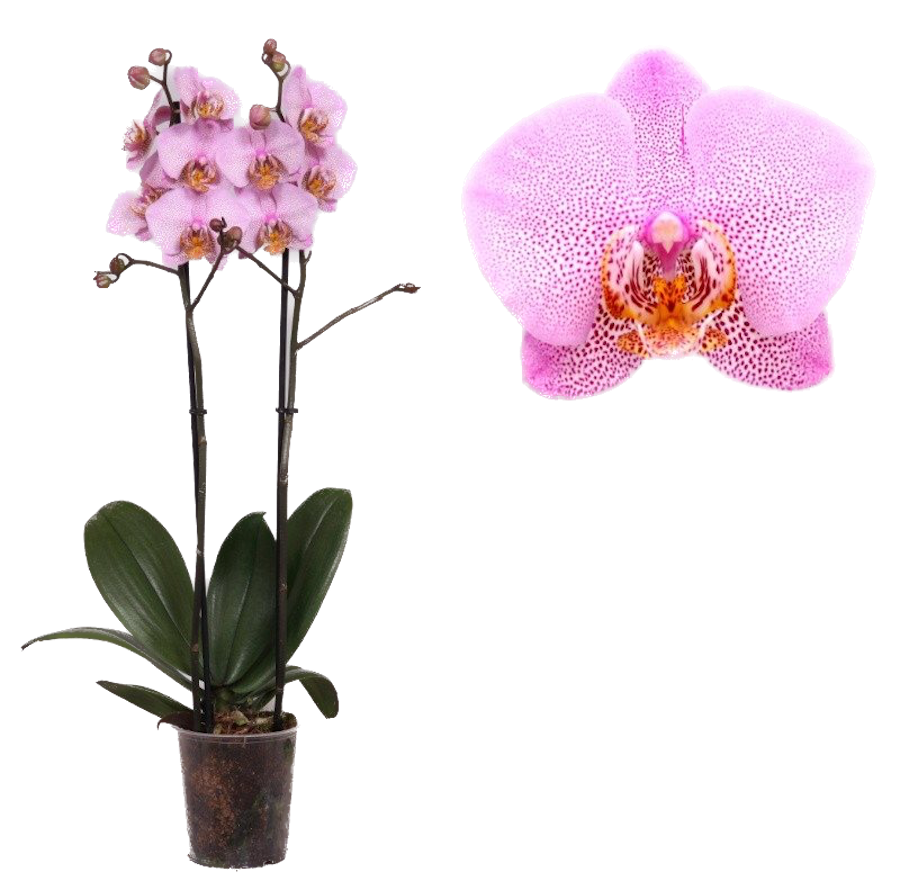 Phalaenopsis Anthura Manhattan