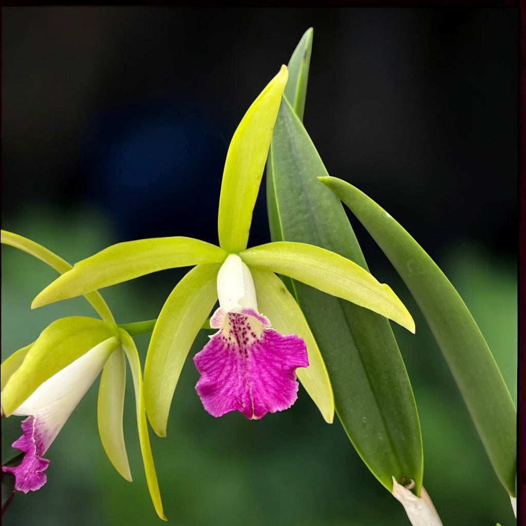 Procatavola Wufong Jade (Cattleychea Siam Jade × Brassavola nodosa) - flori parfumate!