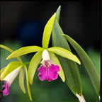 Procatavola Wufong Jade (Cattleychea Siam Jade × Brassavola nodosa) - flori parfumate!