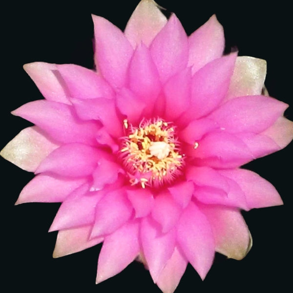 Gymnocalycium denudatum