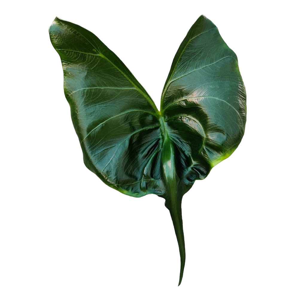 Alocasia macrorrhiza 'Stingray'