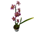 Odontoglossum Roy Witwer fragrant