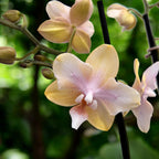 Phalaenopsis Bronze Buddha 'Lemon' (Bolgheri Lemon) flori parfumate & pelorice Butterfly