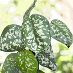 Scindapsus pictus ‘Trebie’ – planta tropicala cu frunzis argintiu spectaculos