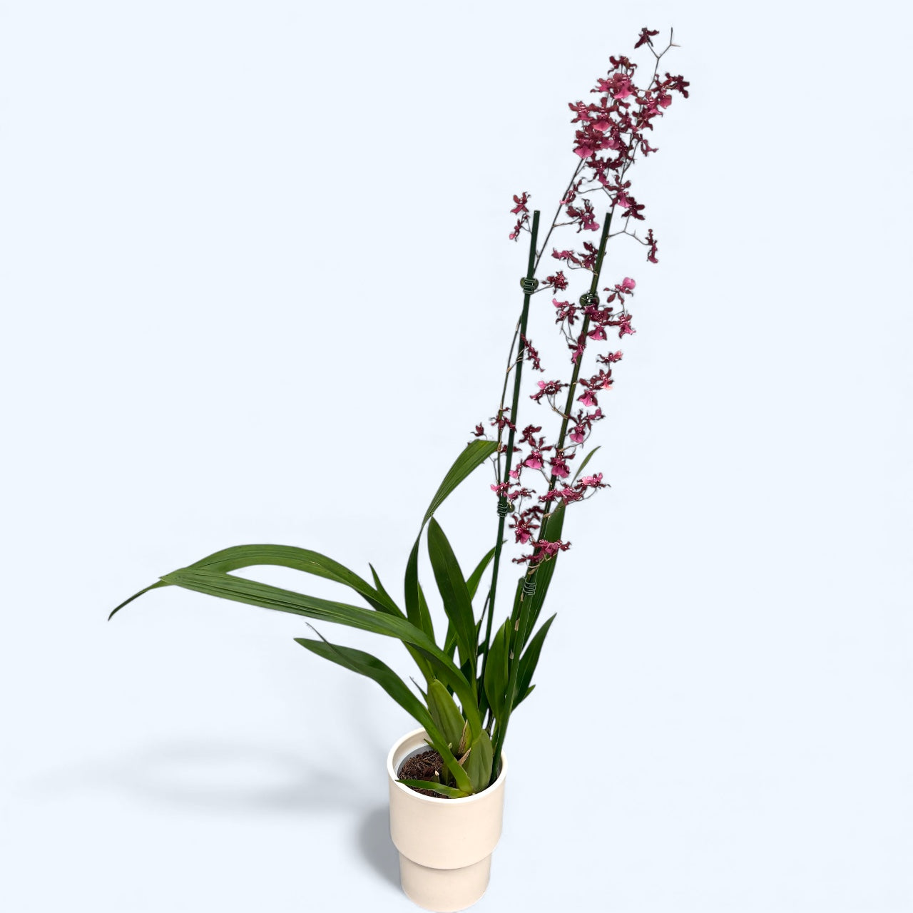 Oncidium Sharry Baby 'Red Fantasy' (intenzíven illatos virágok)
