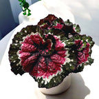 Bégonia feuille Magic Colours 'Macarena'