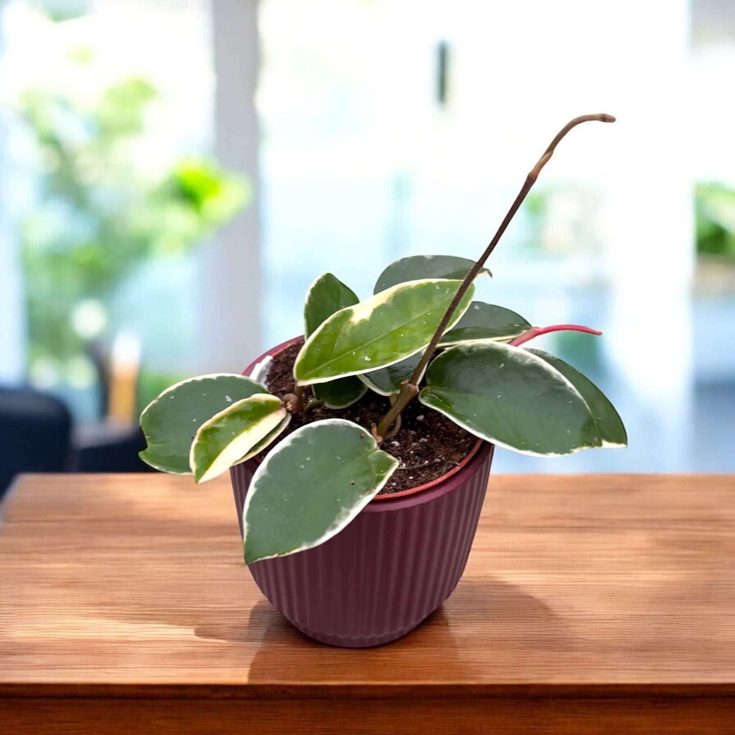 Hoya carnosa 'Krimson Queen' D9 - 2-3 Pflanzen/Topf