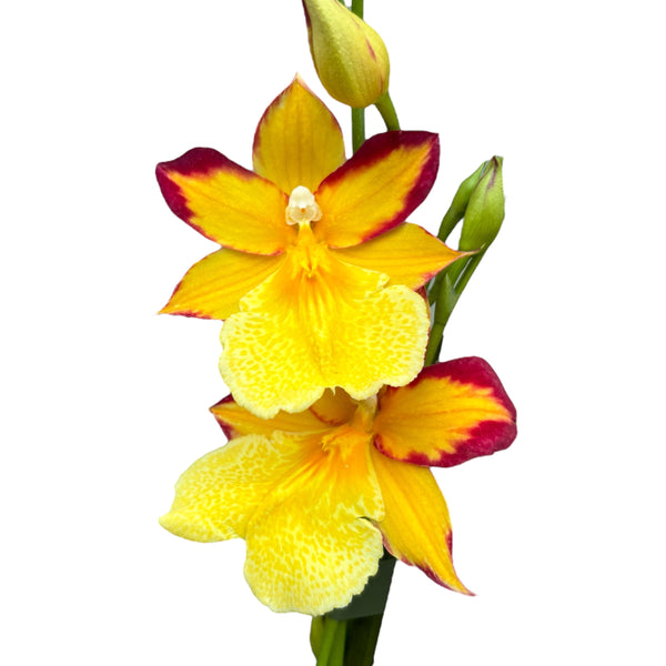 Burrageara Nelly Isler 'Yellow' (variation red)