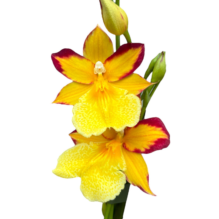 Burrageara Nelly Isler 'Yellow' (variation red)