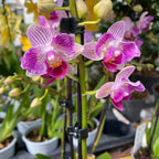 Phalaenopsis Younghome Lucky Star (0018 - пелорик) (NL)