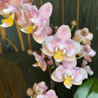 Phalaenopsis Aromio Oriental profumata e pelorica (Farfalla)