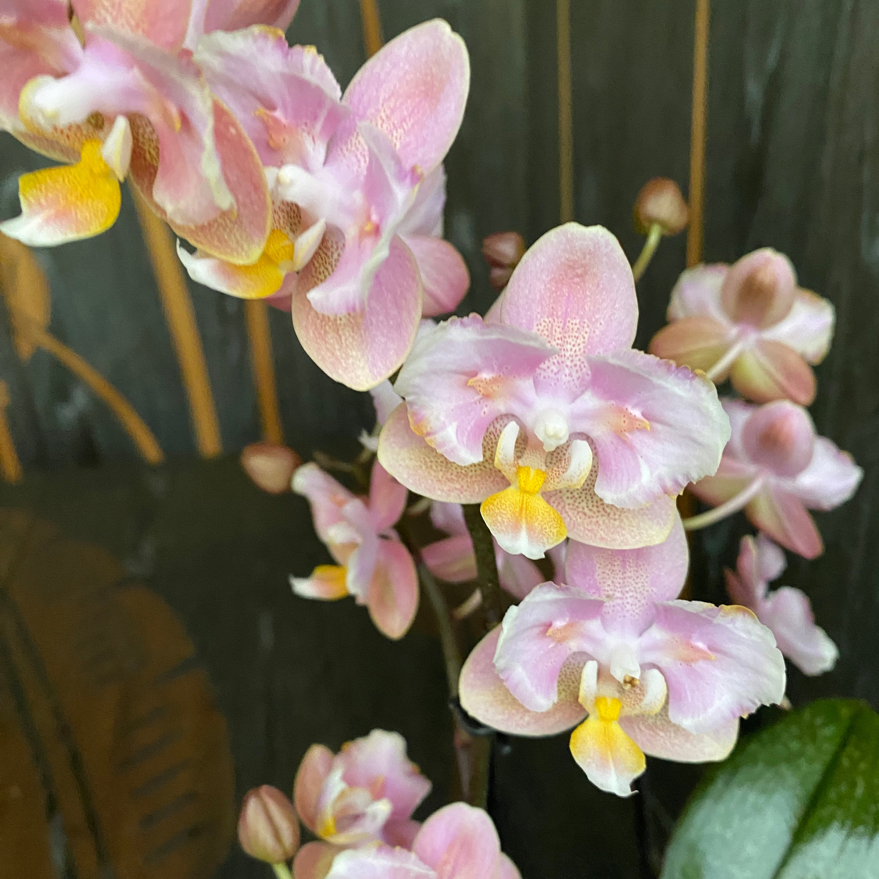 Phalaenopsis Aromio Oriental profumata e pelorica (Farfalla)