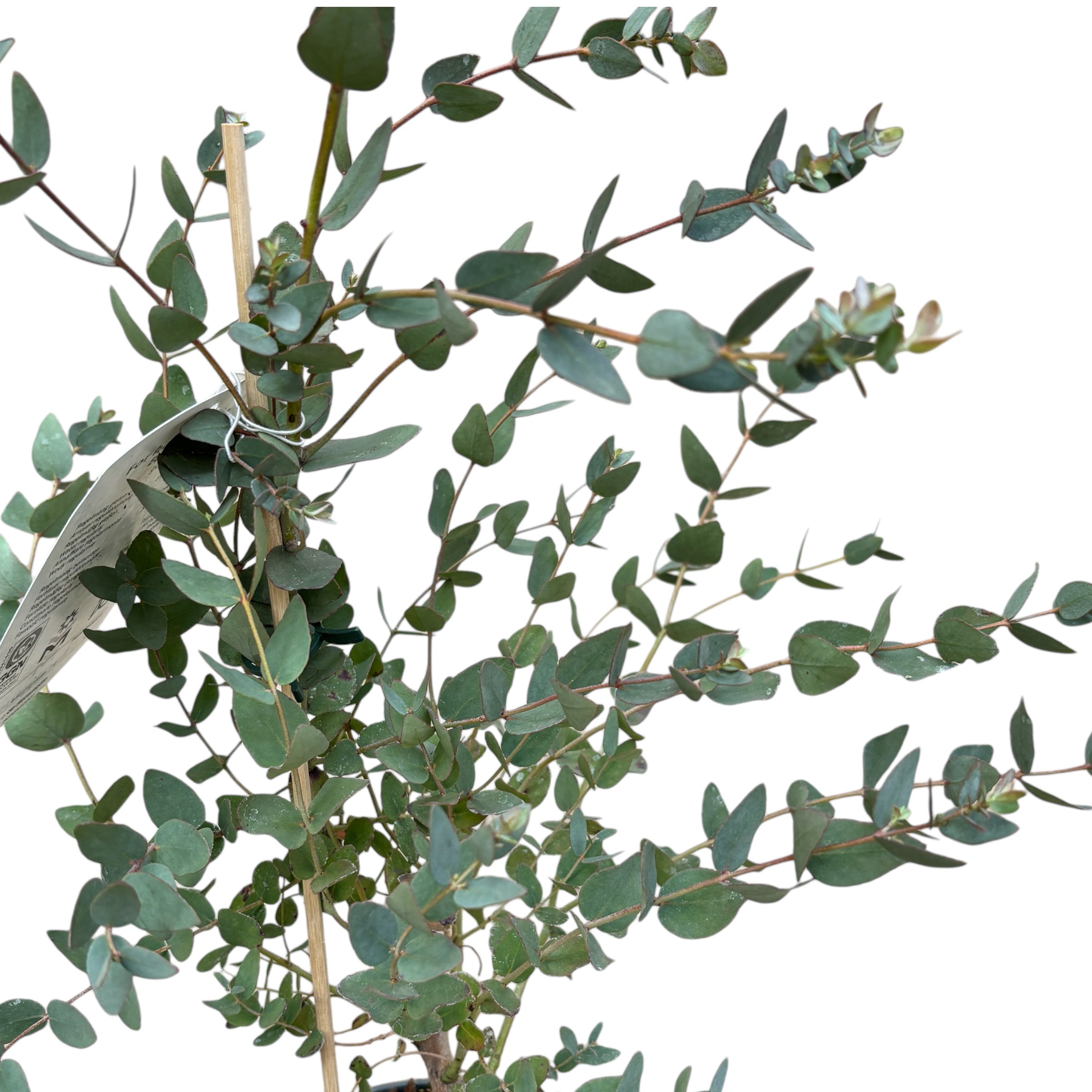 Eucalipt - Eucalyptus gunnii D19