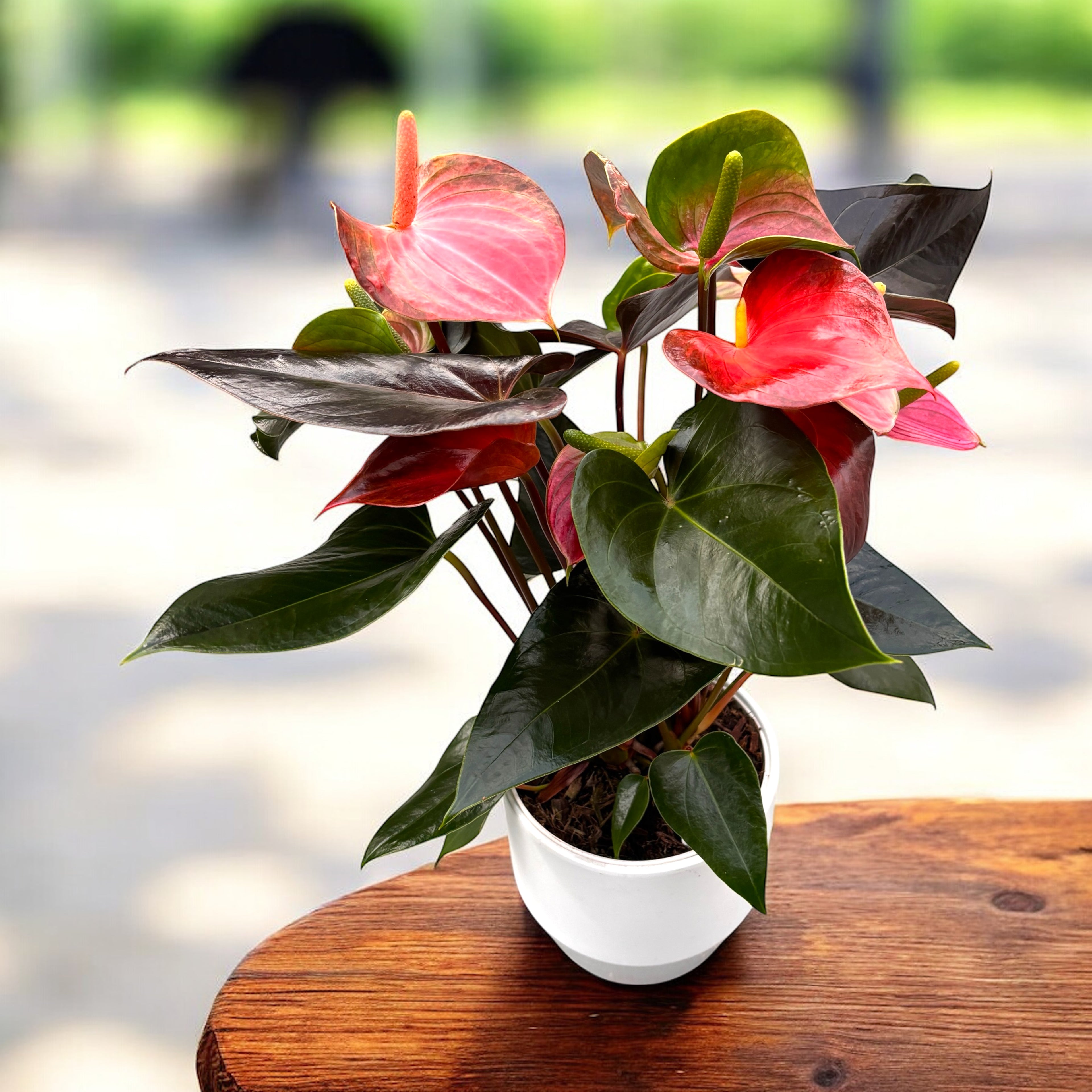 rainbow anthurium Anthurium 'Rainbow Champion' – tropical plant with iridescent flowers – Secret Garden Plant Shop