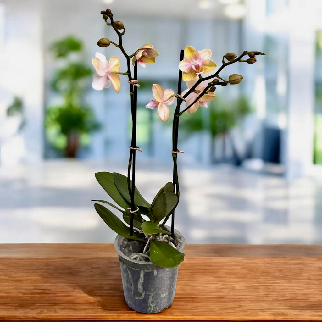 Phalaenopsis Bronze Buddha 'Lemon' (Bolgheri Lemon) flori parfumate & pelorice Butterfly