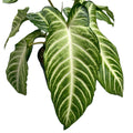 Caladium (Xanthosoma) lindenii Angel Wings