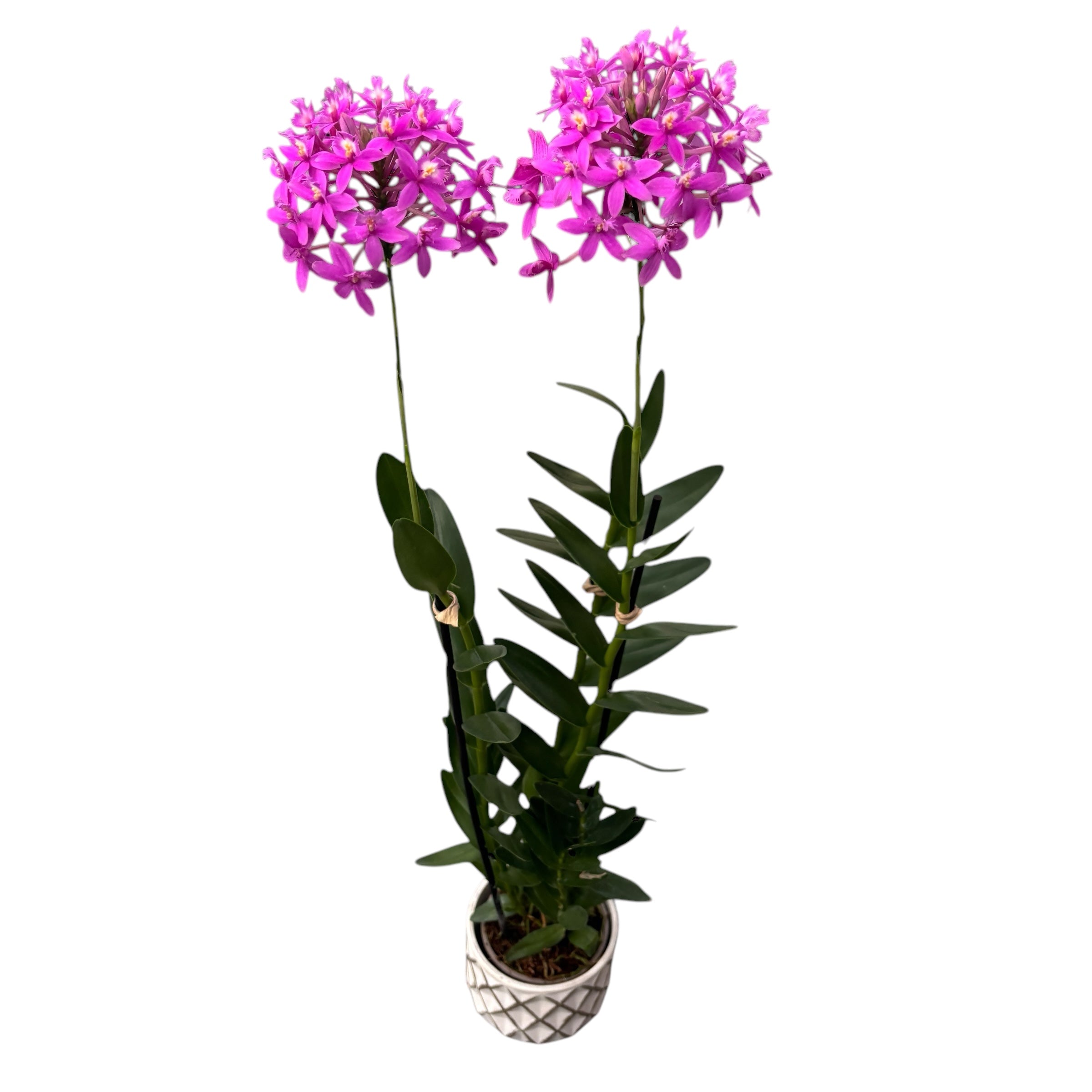 Epidendrum radicans ‘Strong Pink’