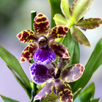 Zygopetalum Advance Australia - illatos virágok