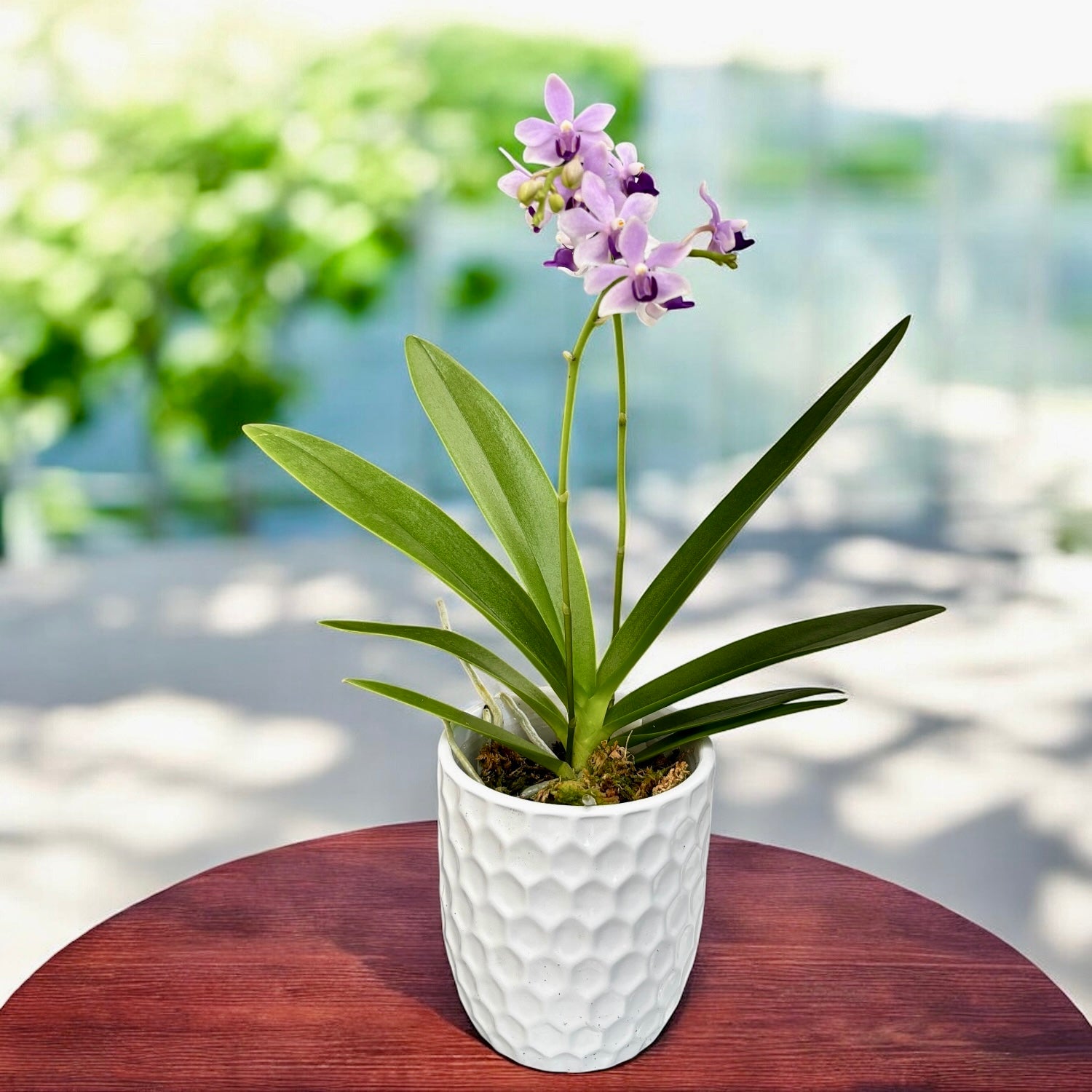 Phalaenopsis Tzu Chiang Sapphire - fragrant flowers