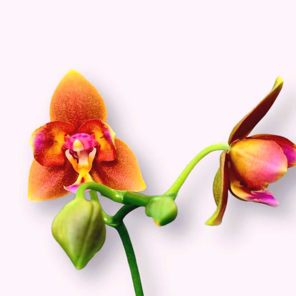 Phalaenopsis Meidarland Chambe '3253' (pelorická) *voňavá