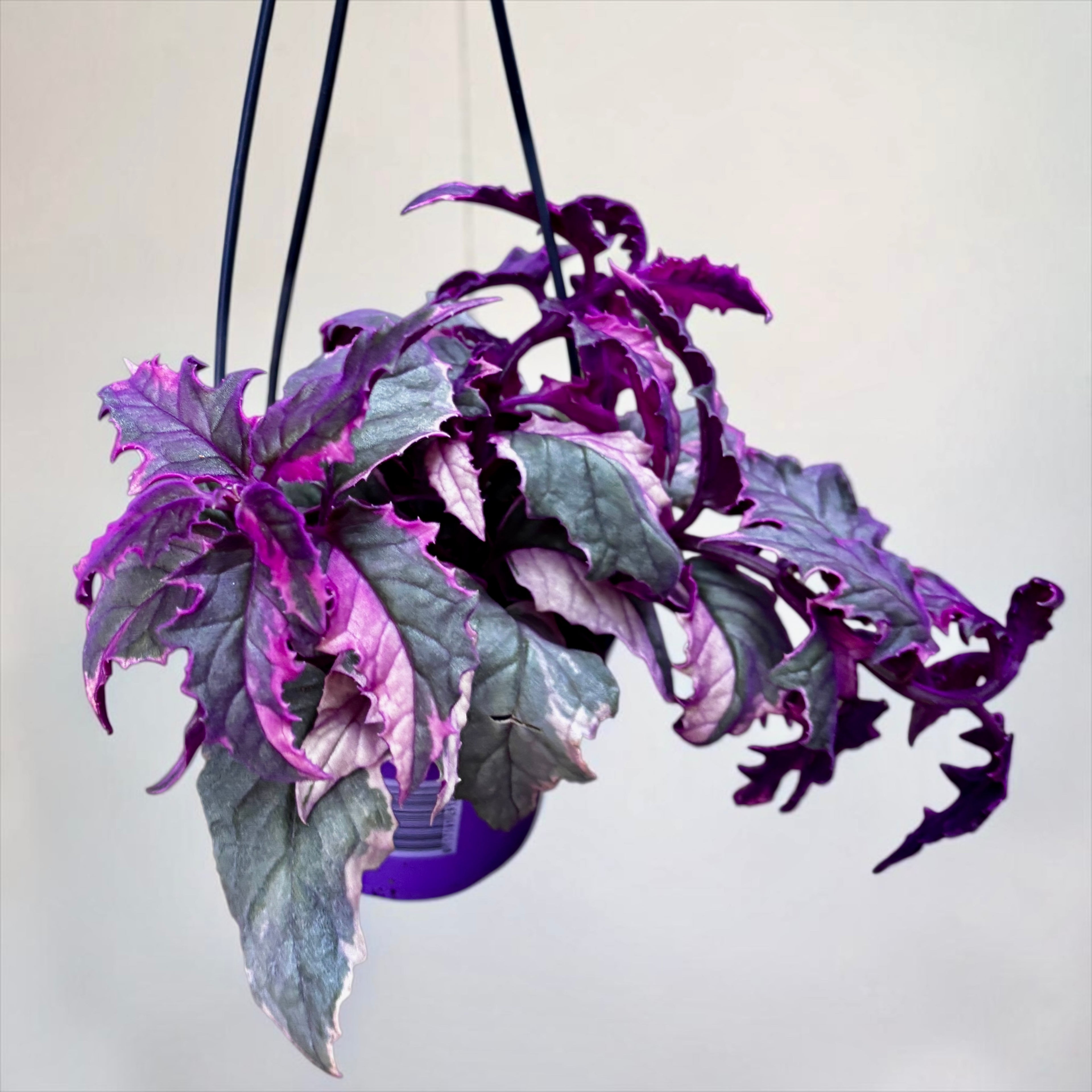 Gynura aurantiaca 'Variegata'