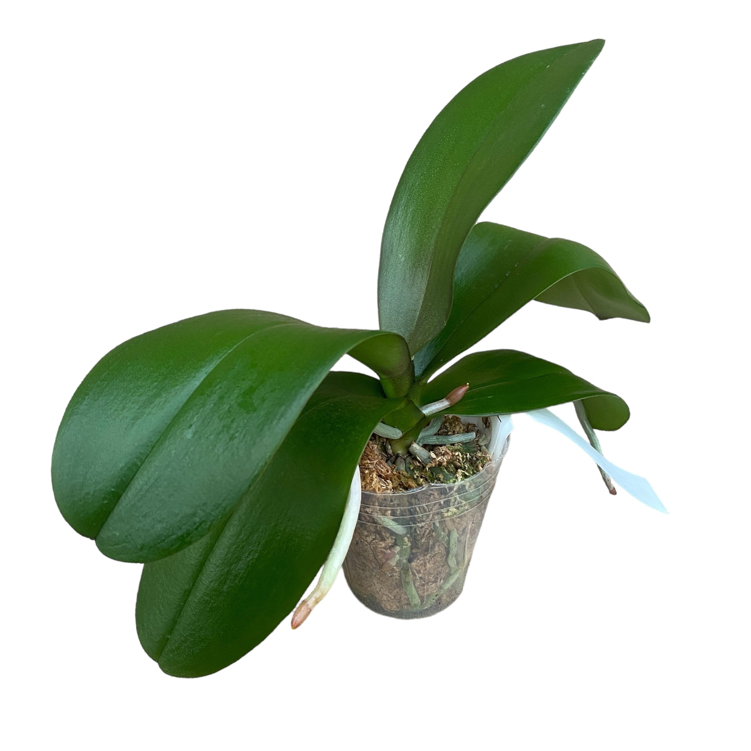 Phalaenopsis Sogo Sun Beauty