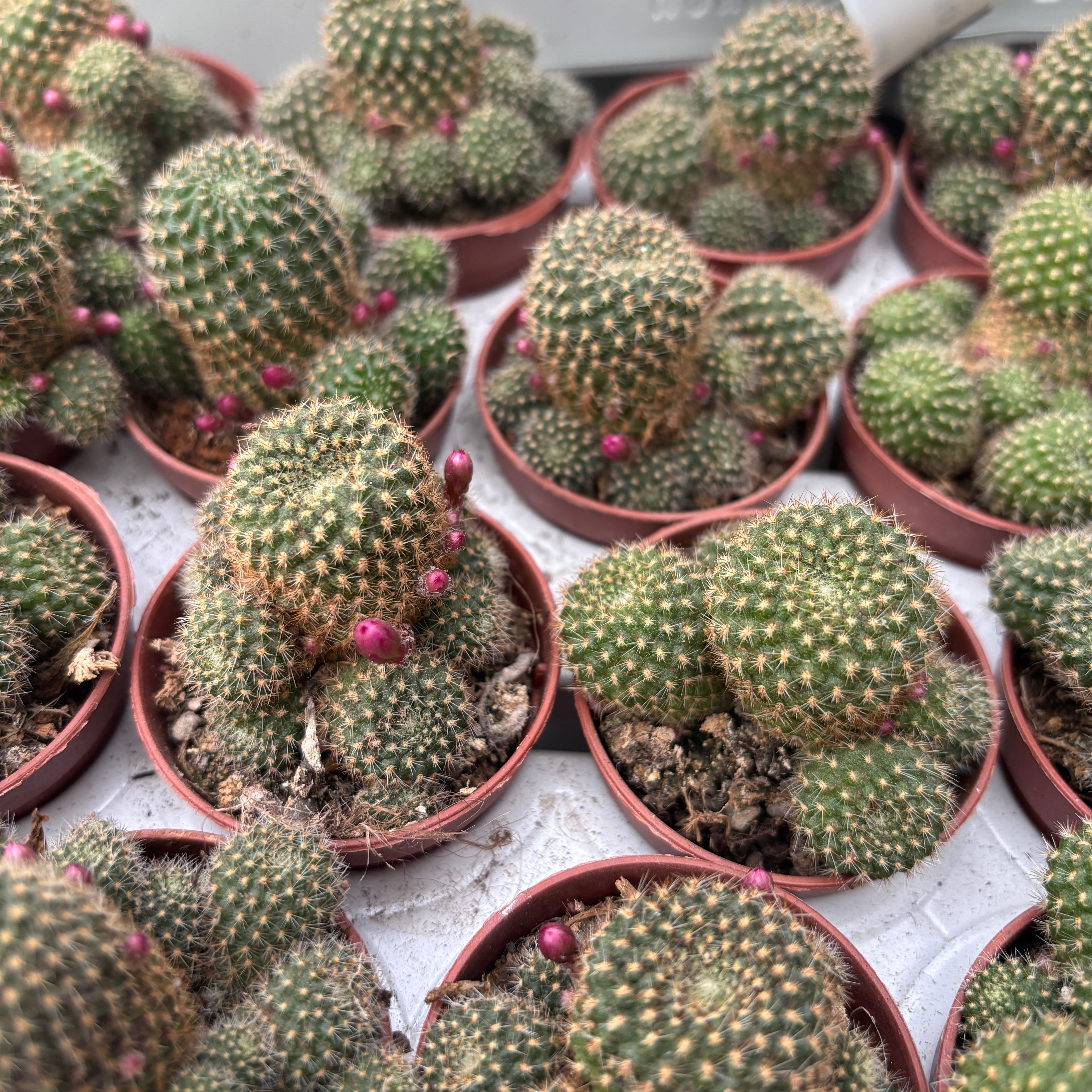 Rebutia perplexa