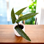 Begonia maculata var. albopicta - bebisväxt