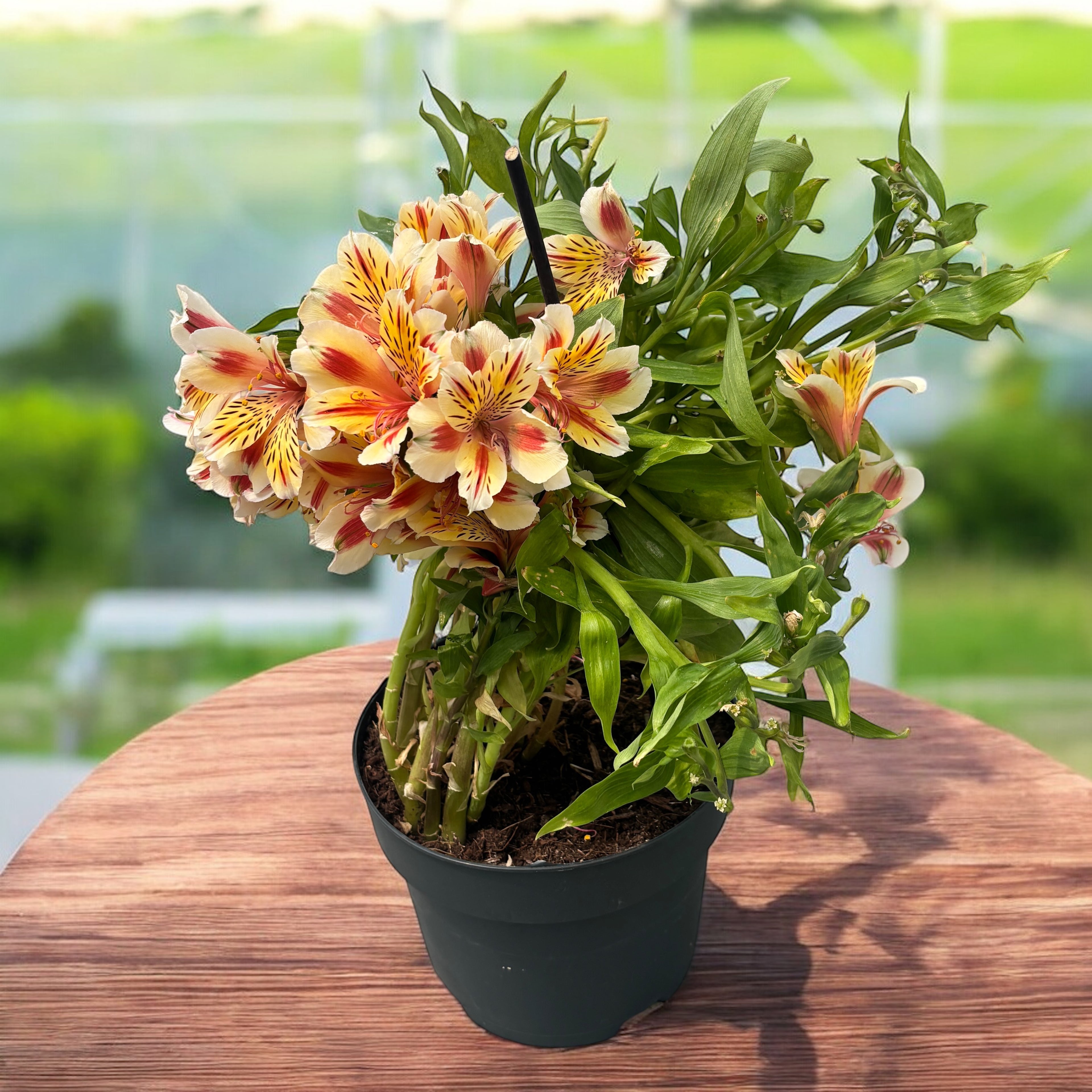 Alstroemeria ‘Inticancha Sunset’ – Crin peruvian compact cu flori portocalii-rosii