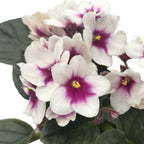 Saintpaulia MyCharm - Violete africane bicolore