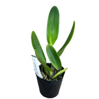 Rlc. Chomthong Fancy 'Fireball' - illatos