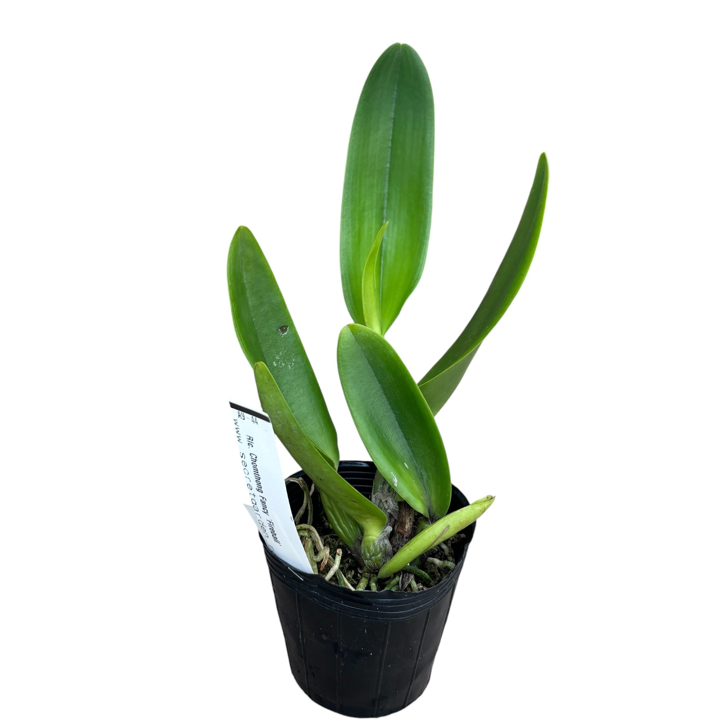 Rlc. Chomthong Fancy 'Fireball' - fragrant