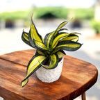 Sansevieria Hahnii 'Curly Galaxy'