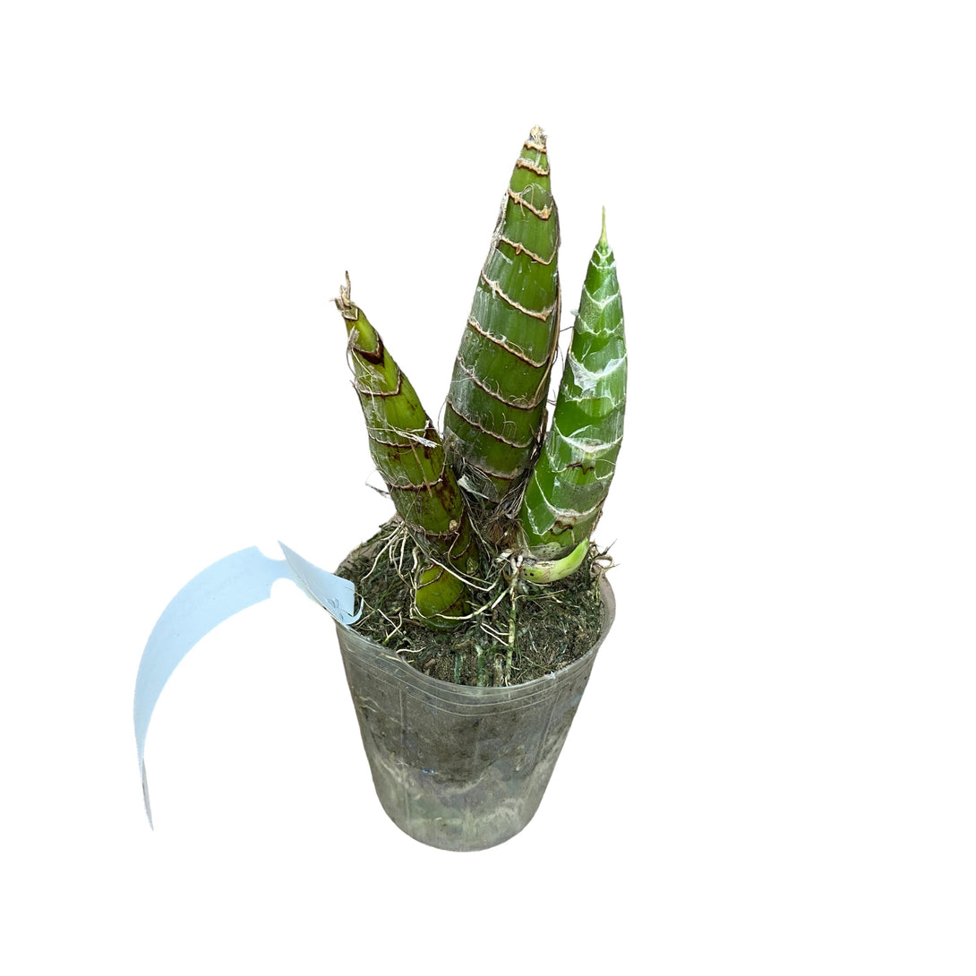 Graphorkis Scriptum Graphorkis concolor var. alphabetica - flori parfumate – Floraria ...