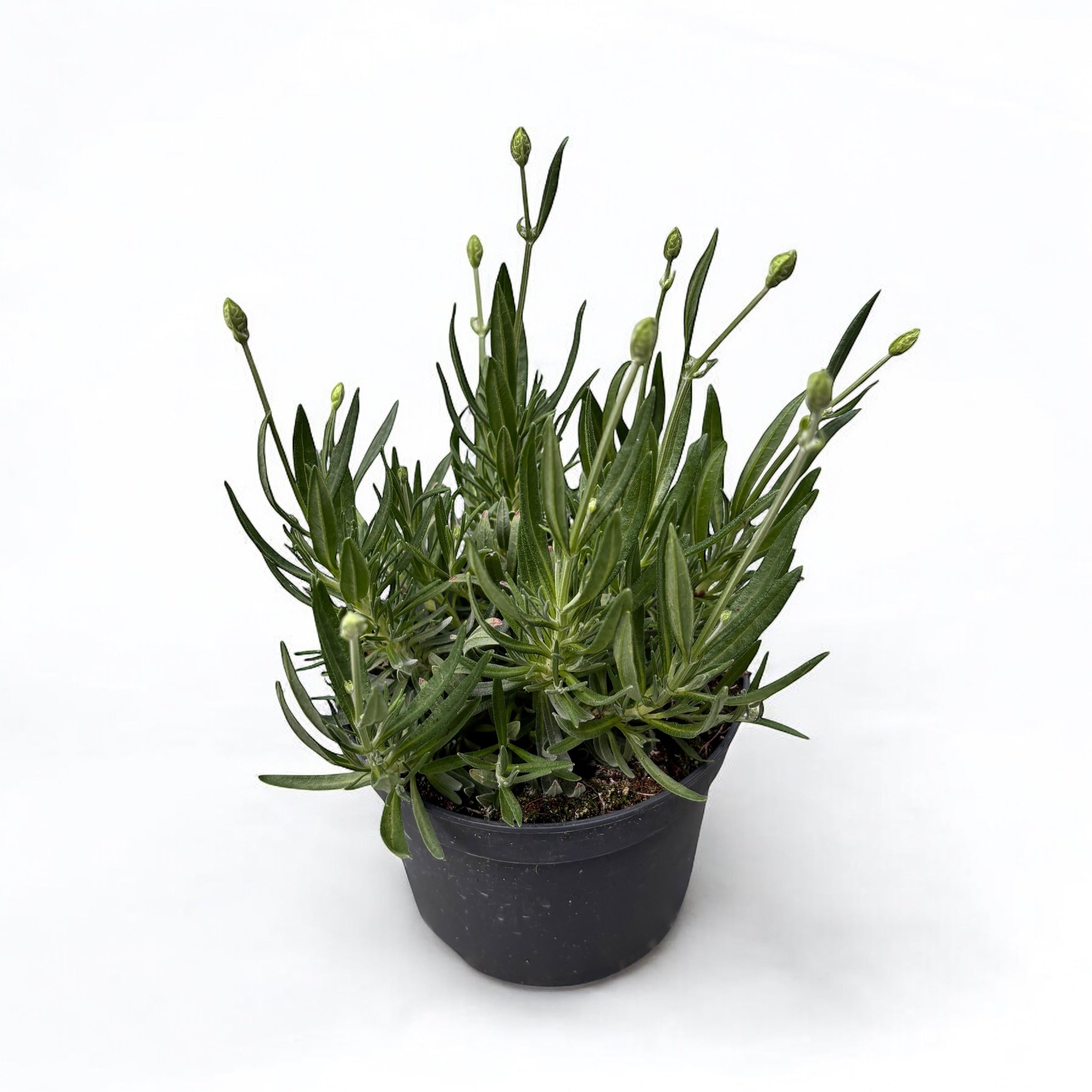 Lavanda alba in ghiveci - Lavandula angustifolia 'Aromance White' (White Summer)